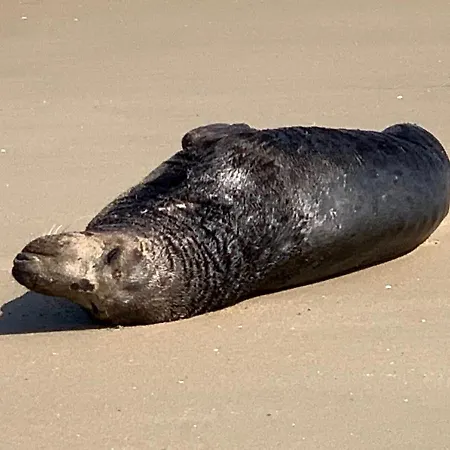 Penthousebeach Apartment